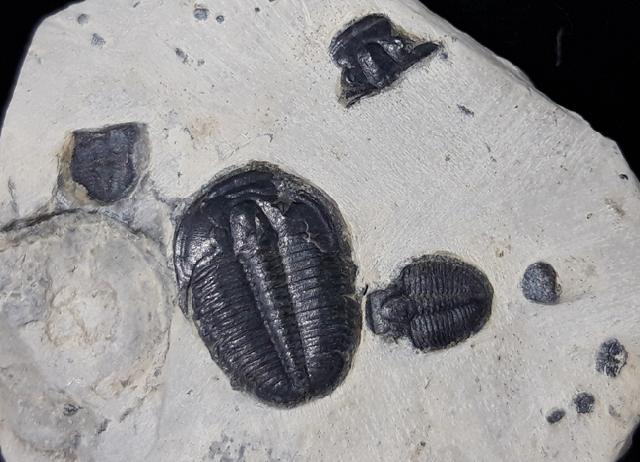 Elrathia kingii (MEEK 1870)  - Bild &copy; FossNet FossilienStore